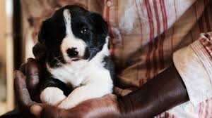 The pups are now 8 weeks old and ready to go to their new homes. Pet Store Puppies Could Be Making People Ill Cdc Says