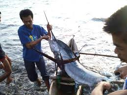 Ikan marlin atau ikan sori merupakan ikan dari keluarga istiophoridae yang memiliki sekitar 10 spesies. Kupas Tuntas Nelayan Teluk Semaka Tanggamus Panen Ikan Marlin Hasil Buruan Sangat Fantastis