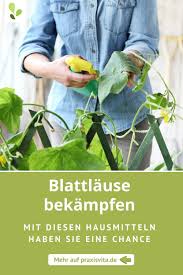 5 Hausmittel Gegen Blattlause Naturlich Und Effektiv In 2020 Hausmittel Gegen Blattlause Hausmittel Hausmittel Gegen Mucken