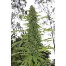 Anna Lee (Southern Star Seeds) :: Cannabis Strain Info :: SeedFinder.eu