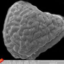 Image result for Actiniopteris pauciloba