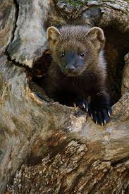 Learn more about the maine coon breed and find out if this cat is the right fit for your home at petfinder! Little Fisher Cat Peeking Out Of Its Log Den Fisher Cats Martes Pennanti Are Members Of The Marten Family Cute Fisher Animal Fisher Cat Fisher Cat Pictures