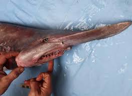 De risa, de terror, de amor, o algo parecido, cada una nos deja una huella imborrable. Pescan El Segundo Tiburon Duende En La Historia Y Lo Consideran Un Hito Noticias Uruguay Lared21 Diario Digital