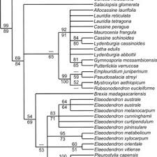 Image result for Elaeodendron schlechterianum