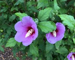 We did not find results for: Differentiating And Caring For The Rose Of Sharon Hibiscus Dengarden