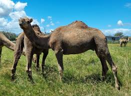 The Complete Guide For Camel-Riding | Bein Harim Tours