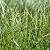 Couch Types Of Grass Australia