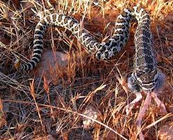 Snakes are elongated, limbless, carnivorous reptiles of the suborder serpentes /sɜːrˈpɛntiːz/. Evolution Of Snake Venom Wikipedia
