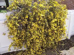 Image result for Gelsemium