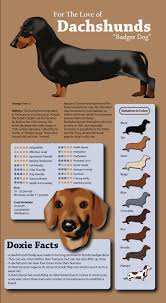 dachshund history facts and personality information that