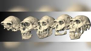 Check spelling or type a new query. Penemuan Fosil Dmanisi Di Georgia Yang Ubah Sejarah Manusia Purba Global Liputan6 Com