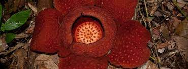Best Places To See Rafflesia Corpse Flower Wildside World Wild Web