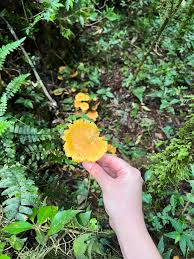 Image result for Marasmius sp.