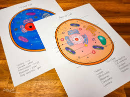 Secondary cells and organelles word wall coloring sheets (20 pages). Animal Cell Coloring Worksheet