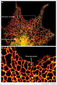 Check spelling or type a new query. Er Structure And Function Sciencedirect