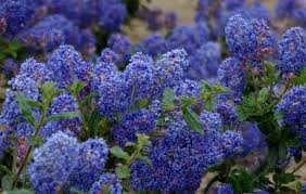 California poppies and lupines interspersed among branches of trees ketubah. Ceanothus Frosty Blue Frosty Blue Mountain Blue