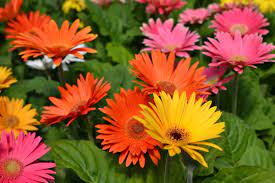 Margherita gialla e prove di riproduzione per. Gerbera Significato Coltivazione E Cura Di Questi Splendidi Fiori