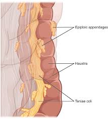 23 5 The Small And Large Intestines Anatomy And Physiology