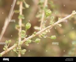 Image result for Maerua parvifolia