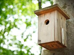 Perfect gift for all ages and for your birds too. Where To Position Bird Nest Boxes Lovethegarden