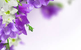 Standard 4:3 5:4 3:2 fullscreen uxga xga svga qsxga sxga dvga hvga hqvga. Purple Flowers Backgrounds Wallpapers Cave Desktop Background