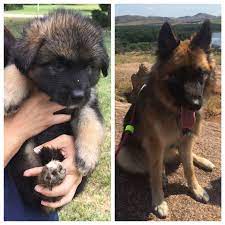 Bred for their vulpine looks, many owners of siberian shepherds admit that any also, it's imperative that the pups are handled and encounter all manner of people, smells, sights, and sounds from just a few weeks old so that they. Bruno German Shepherd Siberian Husky Mix 6 Weeks Old To 1 Year Old Siberian Husky Mix Husky Mix Siberian Husky