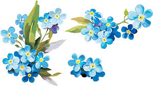 Open Full Size Watercolor Painting Paper Clip Art Forget Me Not Flowers Watercolor Png Downl Watercolor Flower Background Watercolor Flowers Flower Painting