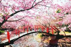 Sakura Flower China Bunga Sakura Pemandangan Taman Jepang