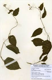 Image result for Solanum terminale