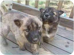 The german shepherd husky mix isn't too rare. Greenville Sc Husky Meet Huskey Mix A Pet For Adoption