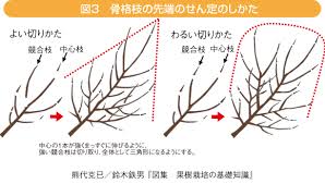 整枝 剪定の基本 落葉果樹 営農情報 事業案内 ja岡山西 庭 手入れ バラの剪定 園芸学