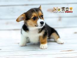 A /r/corgi only allows sharing from popular image hosting sites. Pembroke Welsh Corgi Dog Female Tricolor 2206257 My Next Puppy