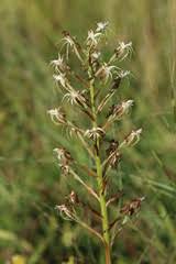 Image result for Habenaria tentaculigera