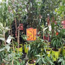 Check spelling or type a new query. Bunnings Warehouse Artarmon Nsw Fruit Trees 15 Was 31 86 Ozbargain