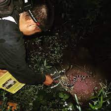 Pelepasan Bungarus Candidus Weling Yg Telah Masuk Kerumah Warga Perilisan Elapidae Snakes Herpetology Herpet Ciliwungrc Dididanular Maine