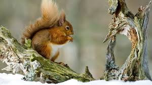 Entdecken sie alle aktuellen news und bilder zu winterbilder, winter, meine heimat, winterimpressionen, schnee, nebra/unstrut, winterlandschaft. 37 Winter Hintergrundbilder Tiere Besten Bilder Von Ausmalbilder