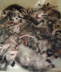 The simple fact is that atlanta pet rescue & adoption (apra) has too many cats and dogs. Rescued By Aware Atlanta Wild Animal Rescue Effort Please Watch For Momma Possums In Road Wild Animal Rescue Animals Animals Wild