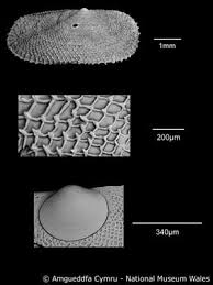 Image result for Galeomma