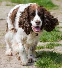 No need to register, buy now! English Springer Spaniel Dog Breed Information