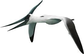 Existed from 89.8 million years ago to 70.6 million years ago. Pteranodon Pteros