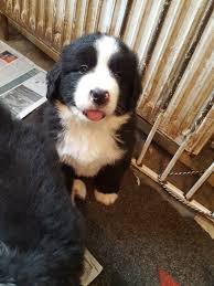 Check spelling or type a new query. Bernese Mountain Dog Cross Landseer Newfoundland Swindon Wiltshire Pets4homes