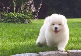 Check spelling or type a new query. Fluffy Samoyed Puppy