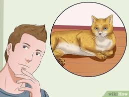 Spending time with cat, boosting your mood and lowering your stress sunny day with your pet. How To Hug A Cat 10 Steps With Pictures Wikihow