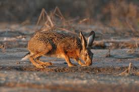 Wilde kaninchen knabbern nicht nur fleißig an deinem gemüse, sie buddeln auch löcher. Feldhase Lbv Gemeinsam Bayerns Natur Schutzen