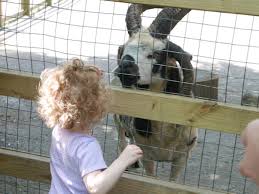 We travel to most areas in nassau and suffolk county. Call Of The Wild Nyc Zoos Aquariums Farms Other Spots To See Animals Up Close