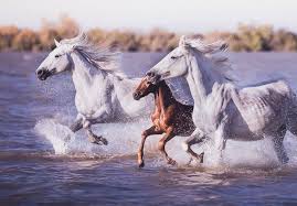Libres et sauvages comme des poulains Camargue | Le Mag des cavaliers  voyageurs