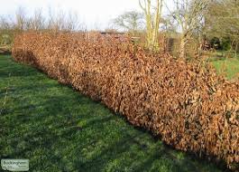 Image result for hornbeam hedge in winter
