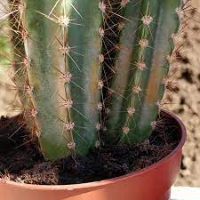 Esto ayuda a prevenir la sequedad de la piel, la garganta y. Maladie Des Cactus Causes Traitements Et Preventions Cactus Malade