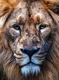 This Looks Like An Older Male Lion Whose Been Fighting With The Young Bucks Coming Up To Take His Place Lion Pictures Male Lion Animals Wild