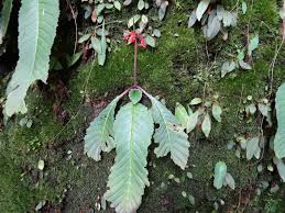 Image result for Streptocarpus myoporoides